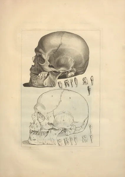 Nouveau recueil d’ostéologie et de myologie; dessiné d’après nature Pl.12 av Jacques Gamelin