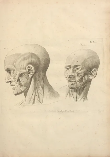 Nouveau recueil d’ostéologie et de myologie; dessiné d’après nature Pl.34 av Jacques Gamelin