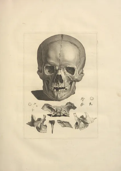 Nouveau recueil d’ostéologie et de myologie; dessiné d’après nature Pl.10 av Jacques Gamelin