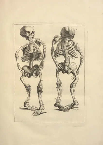 Nouveau recueil d’ostéologie et de myologie; dessiné d’après nature Pl.08 av Jacques Gamelin