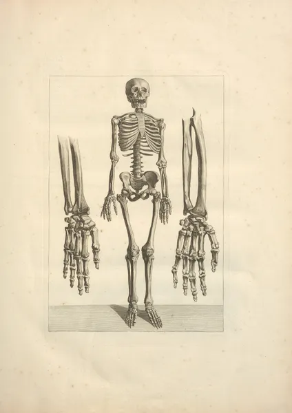 Nouveau recueil d’ostéologie et de myologie; dessiné d’après nature Pl.03 av Jacques Gamelin
