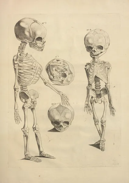Nouveau recueil d’ostéologie et de myologie; dessiné d’après nature Pl.27 av Jacques Gamelin