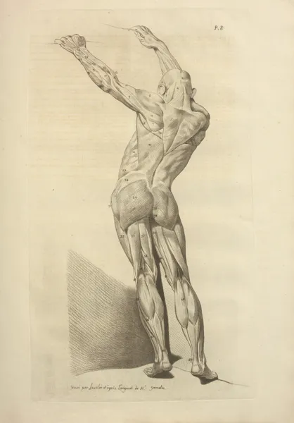 Nouveau recueil d’ostéologie et de myologie; dessiné d’après nature Pl.49 av Jacques Gamelin