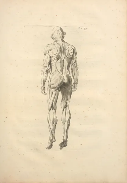Nouveau recueil d’ostéologie et de myologie; dessiné d’après nature Pl.53 av Jacques Gamelin
