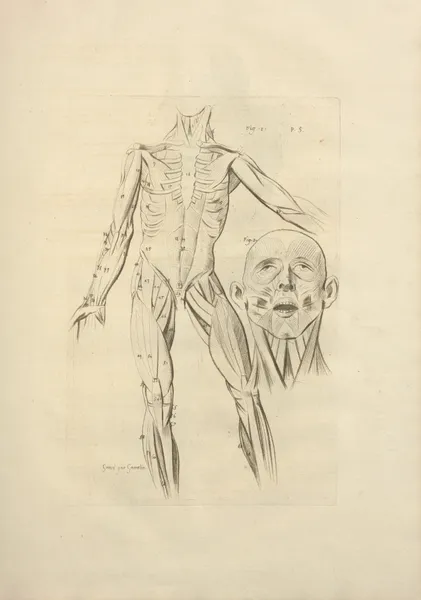 Nouveau recueil d’ostéologie et de myologie; dessiné d’après nature Pl.41 av Jacques Gamelin