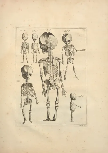 Nouveau recueil d’ostéologie et de myologie; dessiné d’après nature Pl.26 av Jacques Gamelin
