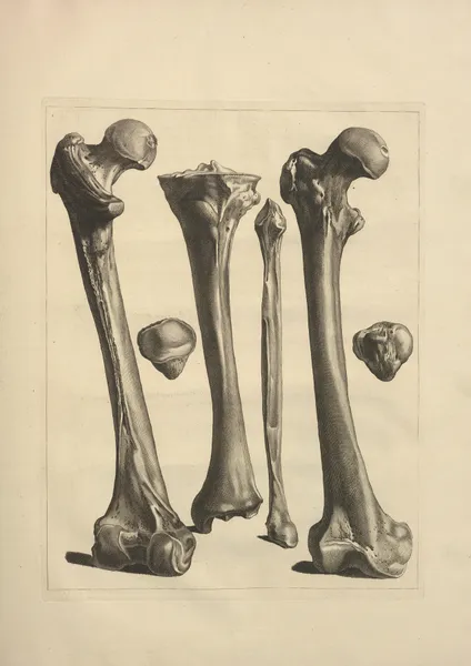 Nouveau recueil d’ostéologie et de myologie; dessiné d’après nature Pl.24 av Jacques Gamelin