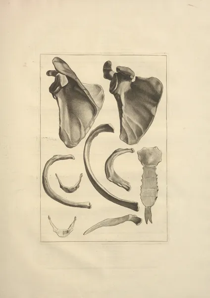 Nouveau recueil d’ostéologie et de myologie; dessiné d’après nature Pl.22 av Jacques Gamelin