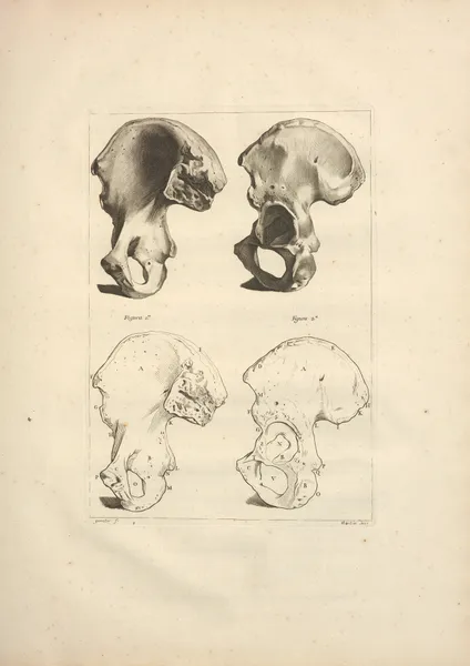 Nouveau recueil d’ostéologie et de myologie; dessiné d’après nature Pl.21 av Jacques Gamelin