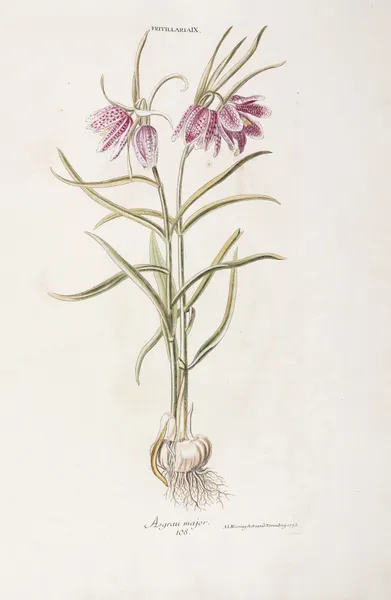 Fritillaria IX. Asgrauvv maior av Christoph Jakob Trew