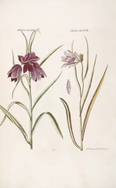 Fritillaria VII. Fritillaria VIII av Christoph Jakob Trew