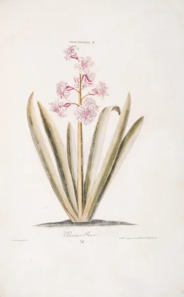 Hyacinthus X. Province Rose av Christoph Jakob Trew