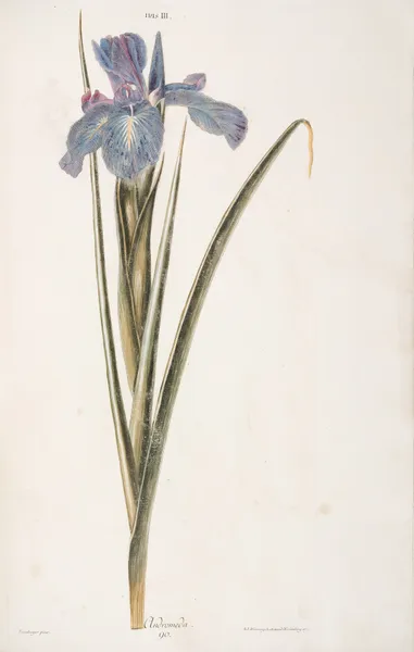 Iris III. Andromeda av Christoph Jakob Trew