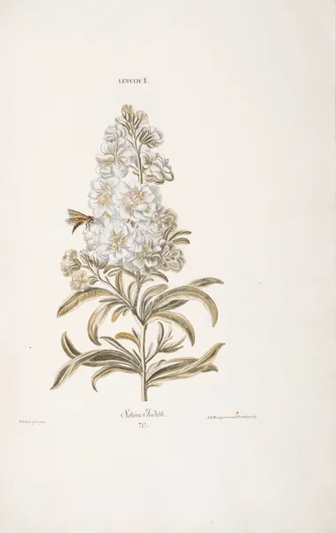 Leucoium I. Schoene Judith av Christoph Jakob Trew