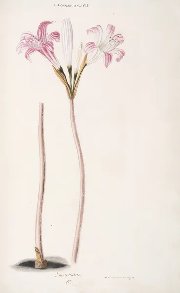 Lilio-Narcissus VII. Incarnatus av Christoph Jakob Trew