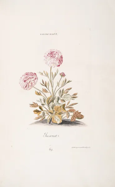 Ranunculus VI. Incarnat av Christoph Jakob Trew