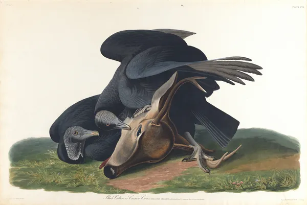 Black vulture or common crow av John James Audubon