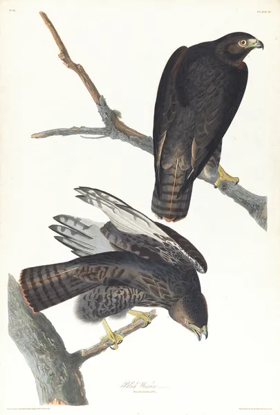 Black warrior av John James Audubon