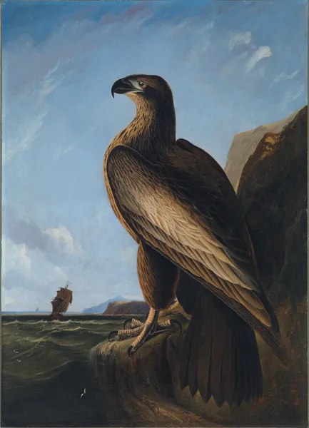 Washington Sea Eagle av John James Audubon