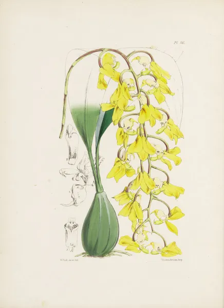 Apricot-coloured Acropera (Acropera armeniaca) av James Bateman