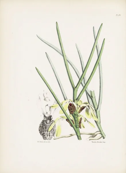 Butterfiy-flowered Luisia (Luisia psyche) av James Bateman