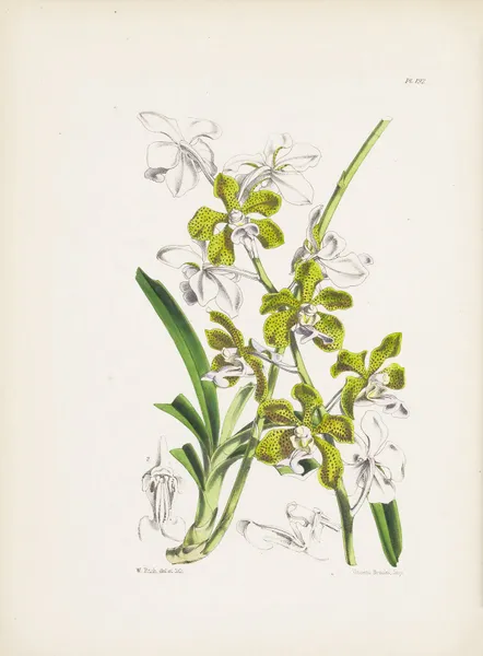 Colonel Benson’s Vanda (Vanda bensoni) av James Bateman