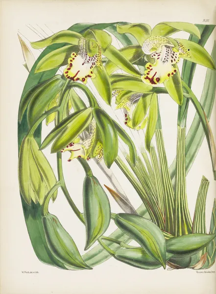 Dr. Hooker’s Cymbidium (Cymbidium hookerianum) av James Bateman