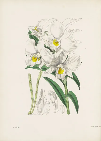 Funnel-lipped Dendrobium (Dendrobium infundibulum) av James Bateman