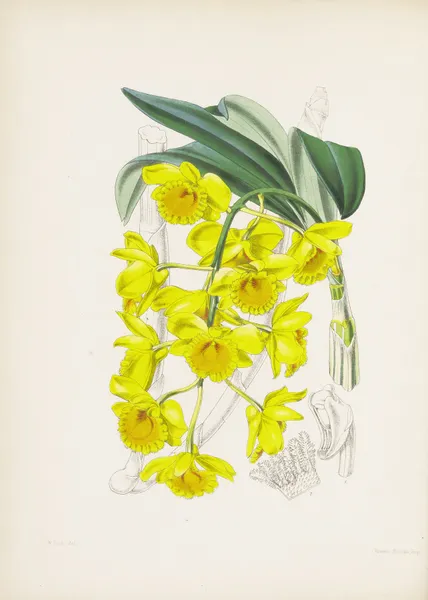 Golden-arched Dendrobium (Dendrobium chrysotoxum) av James Bateman