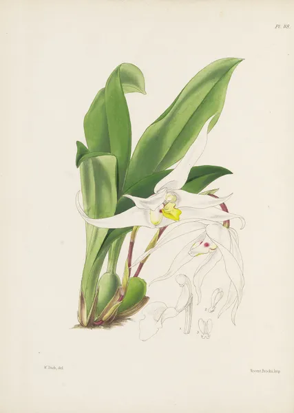 Graceful Maxillaria (Maxillaria venusta) av James Bateman