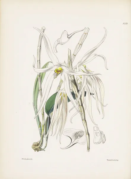 Long-petaled Amboyna Dendrobium (Dendrobium amboinense) av James Bateman