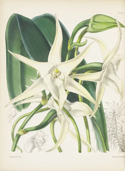 Long-tailed Angraecum (Angraecum sesquipedale) av James Bateman