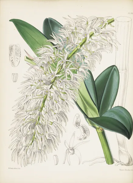 Mr. Hill’s Dendrobium (Dendrobium hillii) av James Bateman