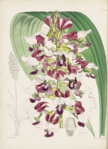 Mr. Horsfall’s Lissochilus (Lissochilus horsfallii) av James Bateman