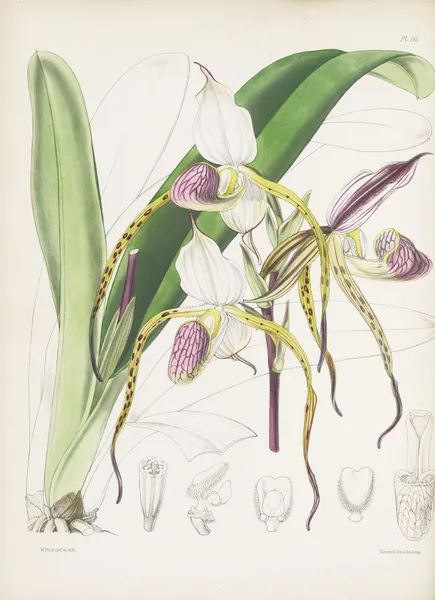 Mr. Stone’s Cypripedium (Cypripedium stonei) av James Bateman