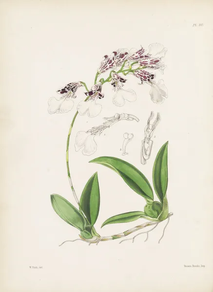 Neat Burlingtonia (Burlingtonia decora) av James Bateman