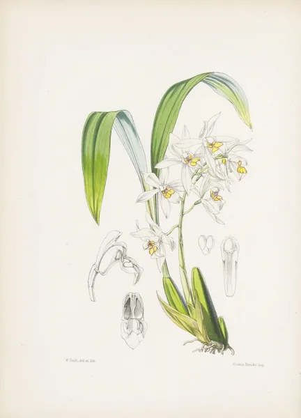 Ochre-spotted Coelogyne (Coelogyne ochracea) av James Bateman