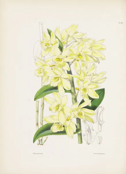 Pale yellowish-flowered Dendrobium (Dendrobium luteolum) av James Bateman