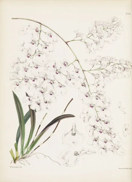 Panicled lonopsis (Lonopsis paniculata) av James Bateman