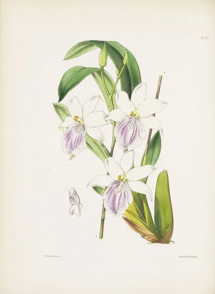 Regnell’s Miltonia (Miltonia regnelli) av James Bateman