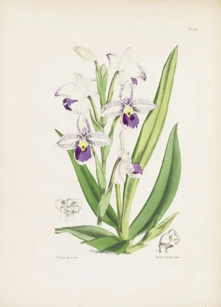 Schlim’s Lady’s-slipper (Cypripedium schlimii) av James Bateman