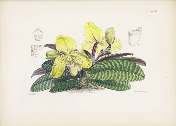 Self-coloured Lady’s-slipper (Cypripedium concolor) av James Bateman