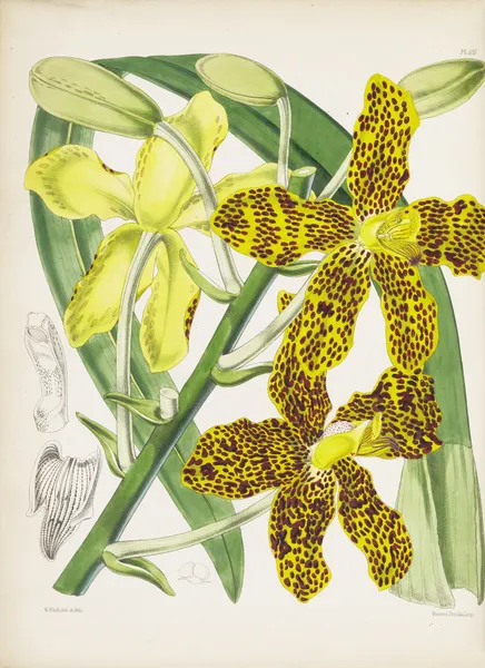 Showy Grammatophyllum (Grammatophyllum speciosum) av James Bateman