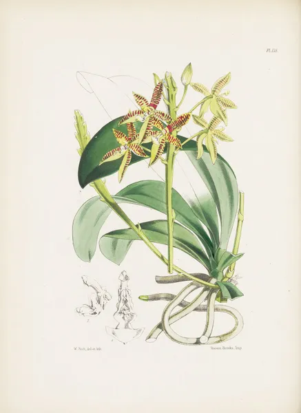 Stag’s-horn Phalaenopsis (Phalaenopsis cornu-cervi) av James Bateman