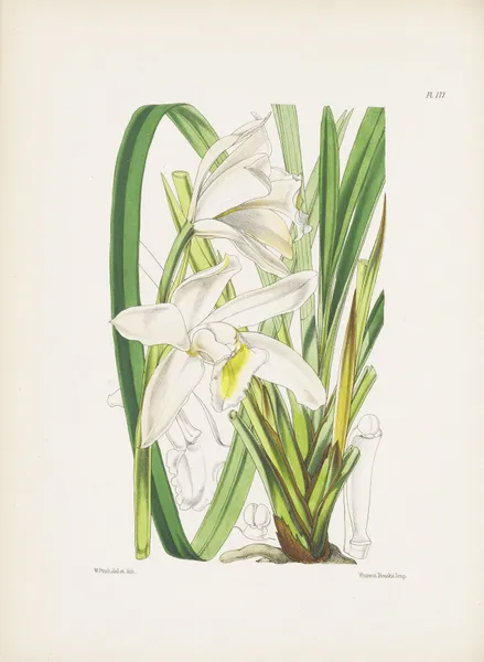 The Ivory Cymbidium (Cymbidium eburneum) av James Bateman