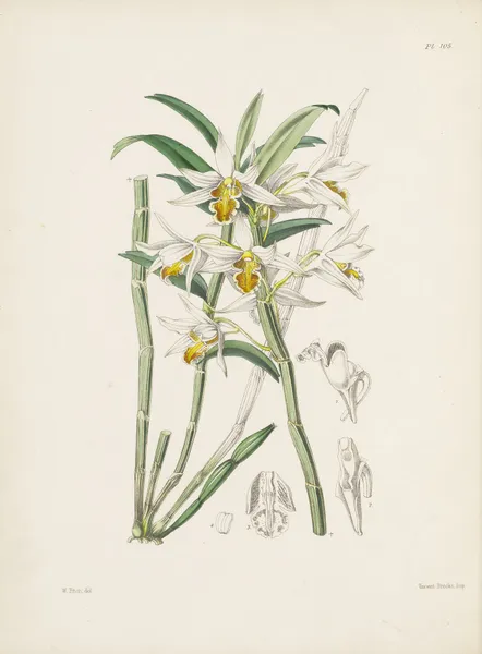 Yellow-veined Dendrobium (Dendrobium xanthophlebium) av James Bateman