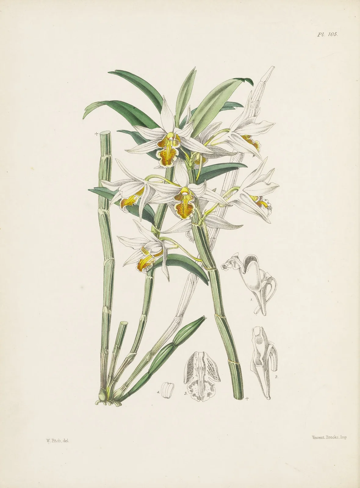 Yellow-veined Dendrobium (Dendrobium xanthophlebium) av James Bateman