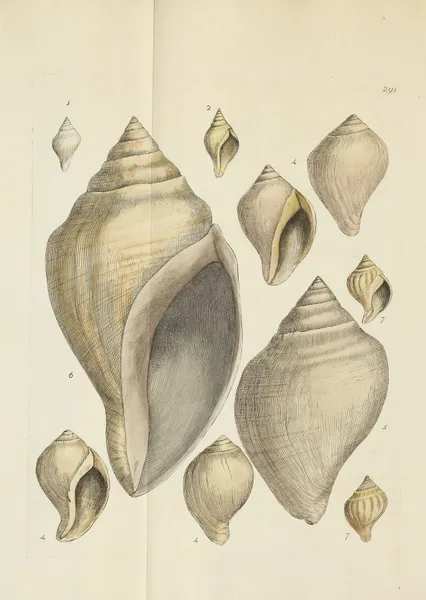 The mineral conchology of Great Britain Pl.477 av James Sowerby