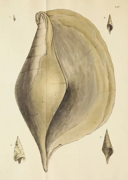The mineral conchology of Great Britain Pl.483 av James Sowerby