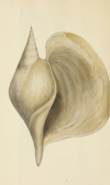 The mineral conchology of Great Britain Pl.484 av James Sowerby